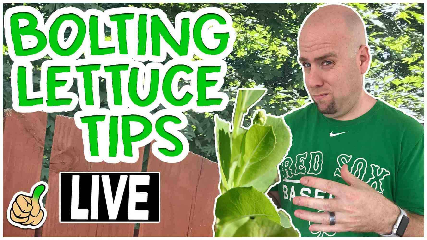 Bolting Lettuce | Saving lettuce seeds | Its a good thing