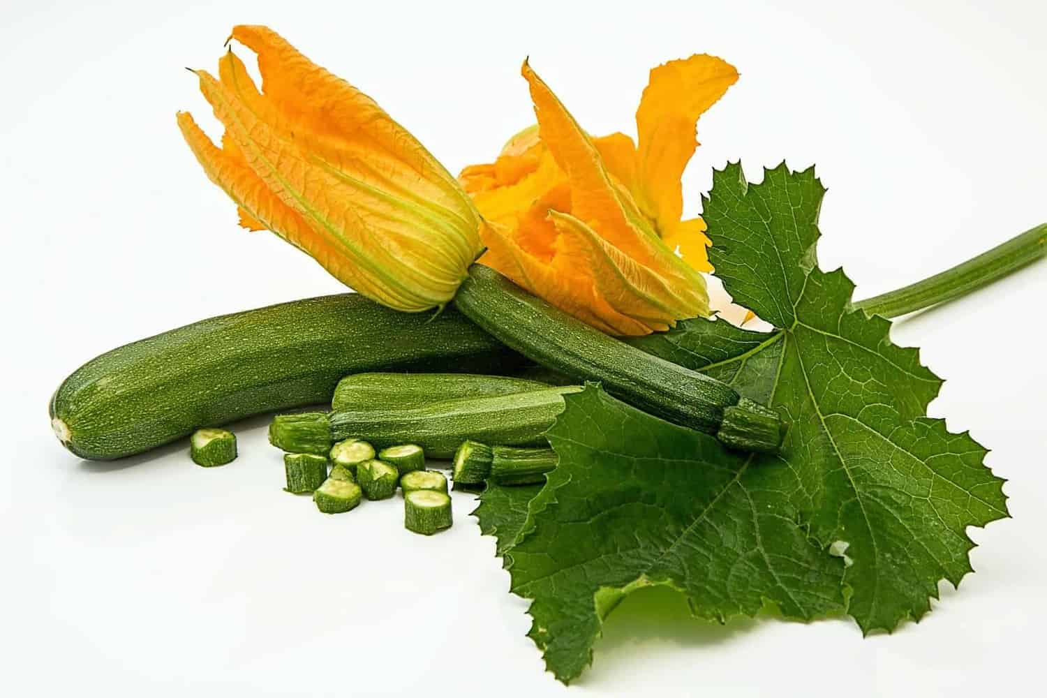 Zucchini Squash Plants | 3 Tips to Grow like a Boss