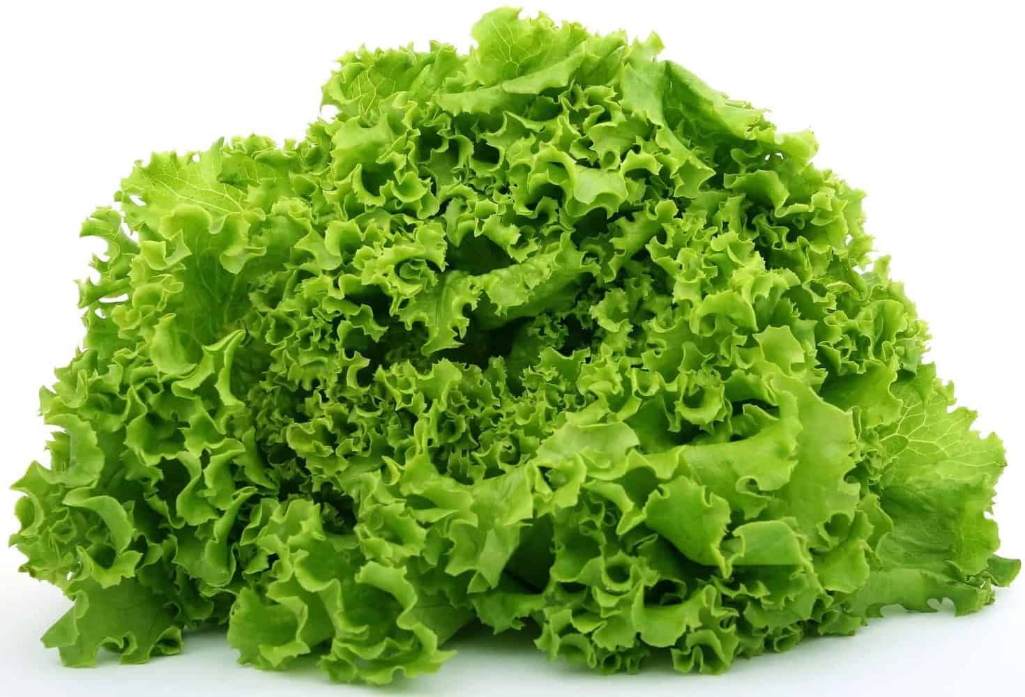 Salad Bowl Goodness | Growing Lettuce in Pots or Containers