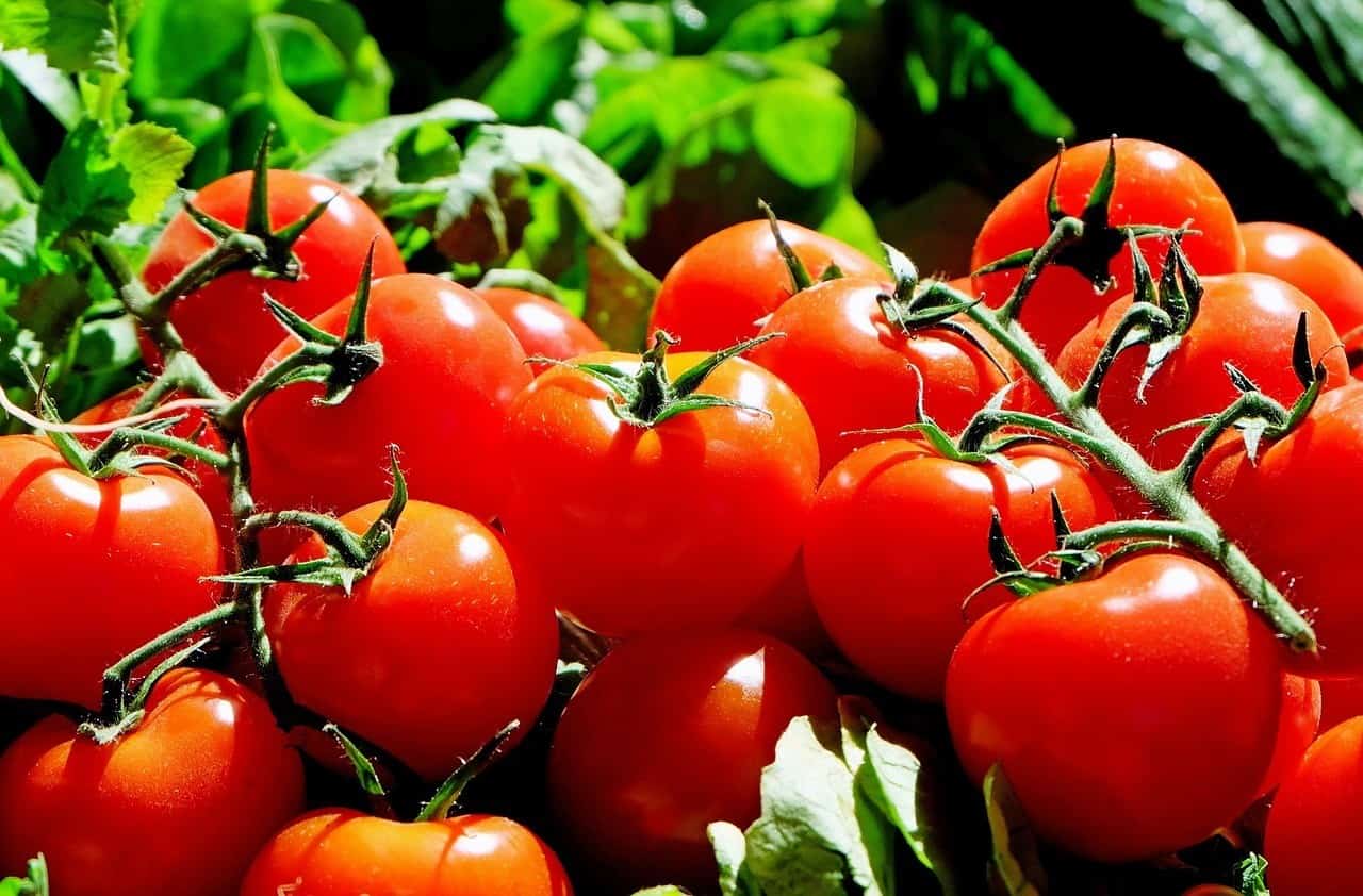 The Dirt on Saving Tomato Seeds | 3 Easy ways