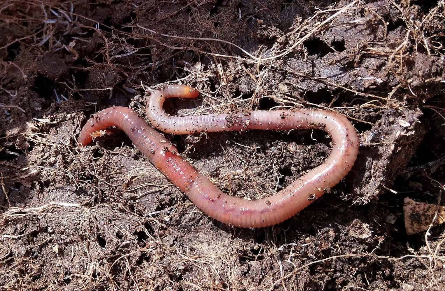 Vermiculture | Composting with Worms Guide