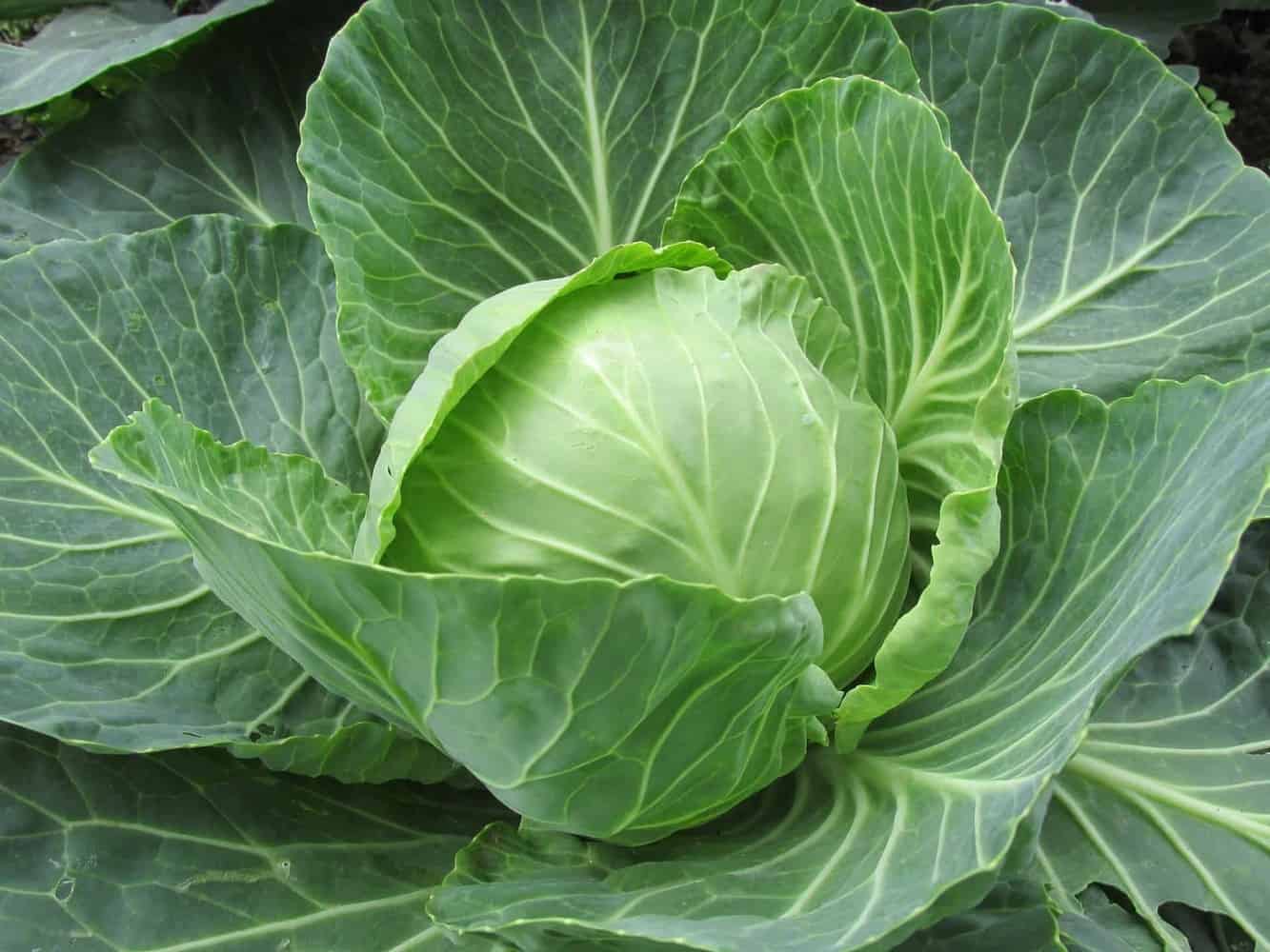 Growing Cabbage From Seed to Sauerkraut