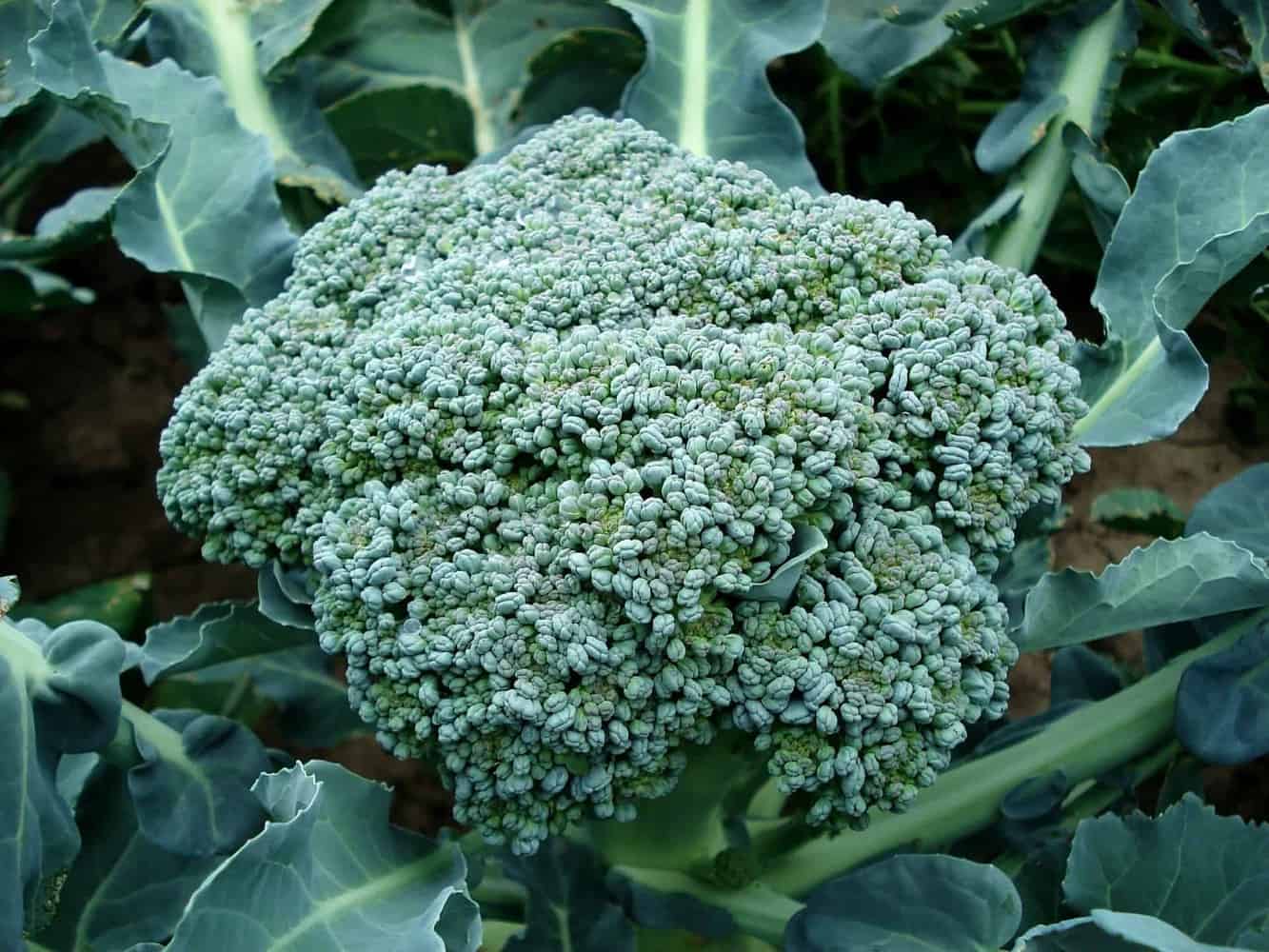 Growing Broccoli From Seed to Stir Fry