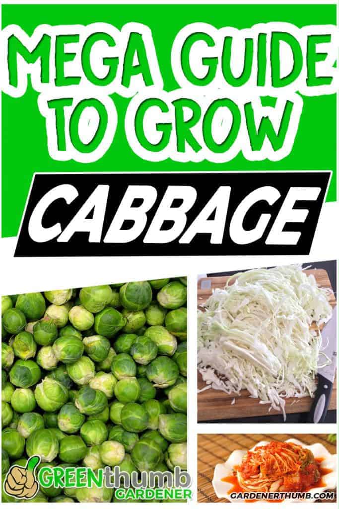 Grow cabbage guide