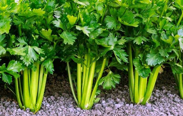 Growing Celery | Travel back in Time with a Sprig