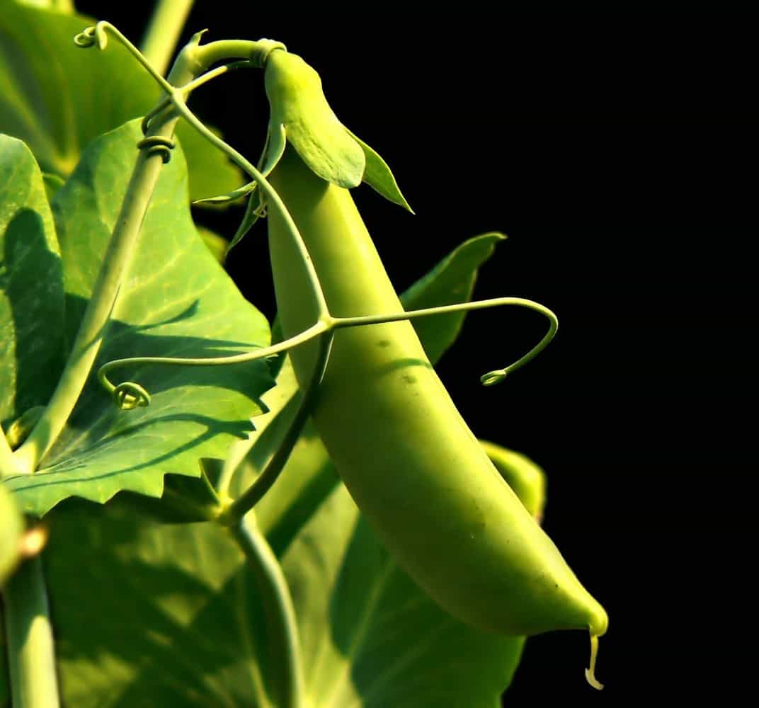 Growing Sugar Snap Peas | 7 Tips for Healthy Plants