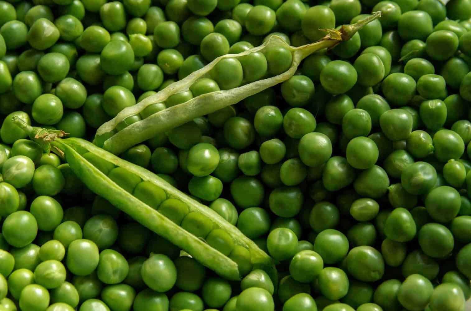 Growing Peas in Containers | Step by Step Guide to Get it Right