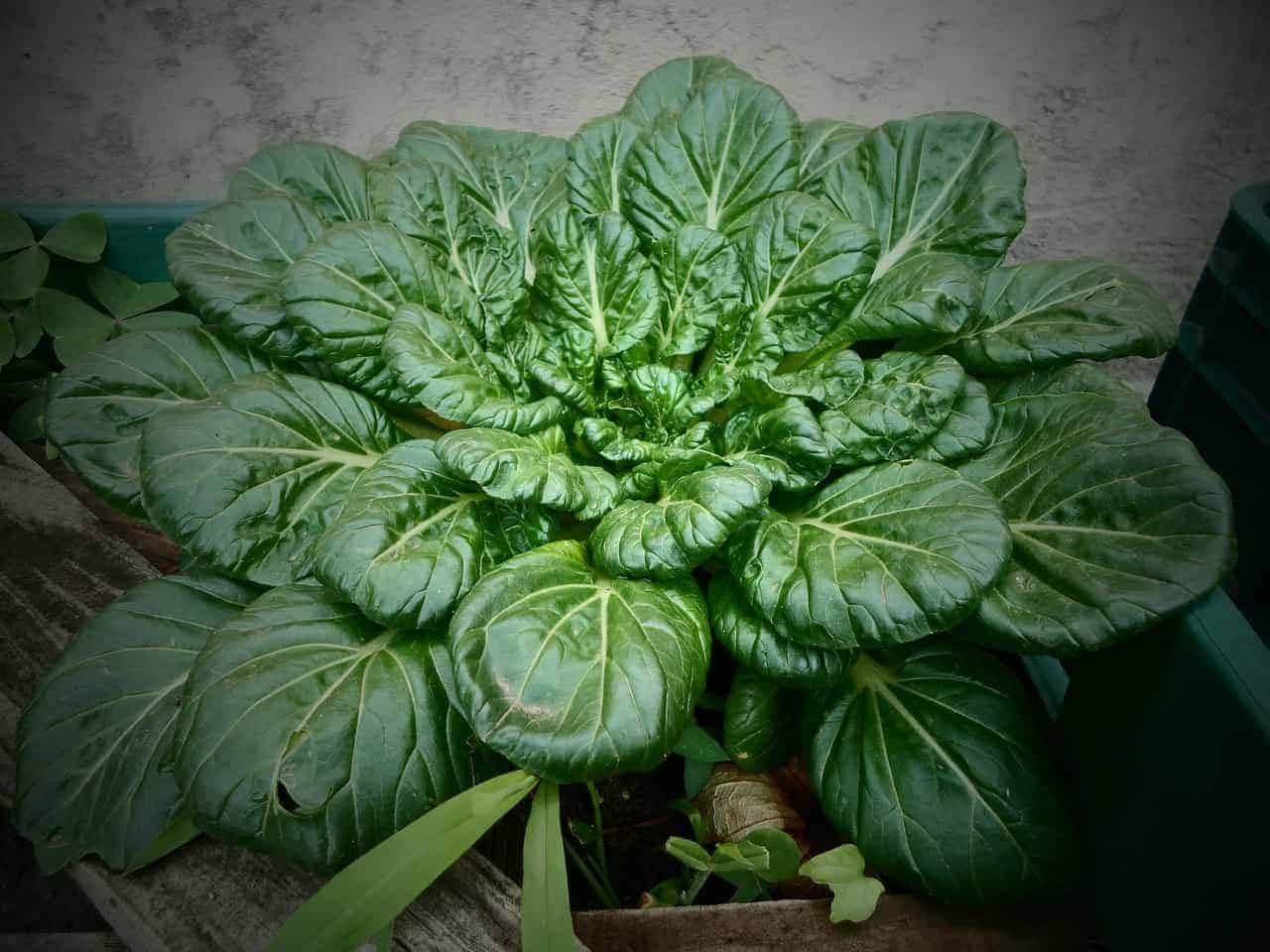 Spinach Plant Spacing | 4 Fundamental Tips for Beginners