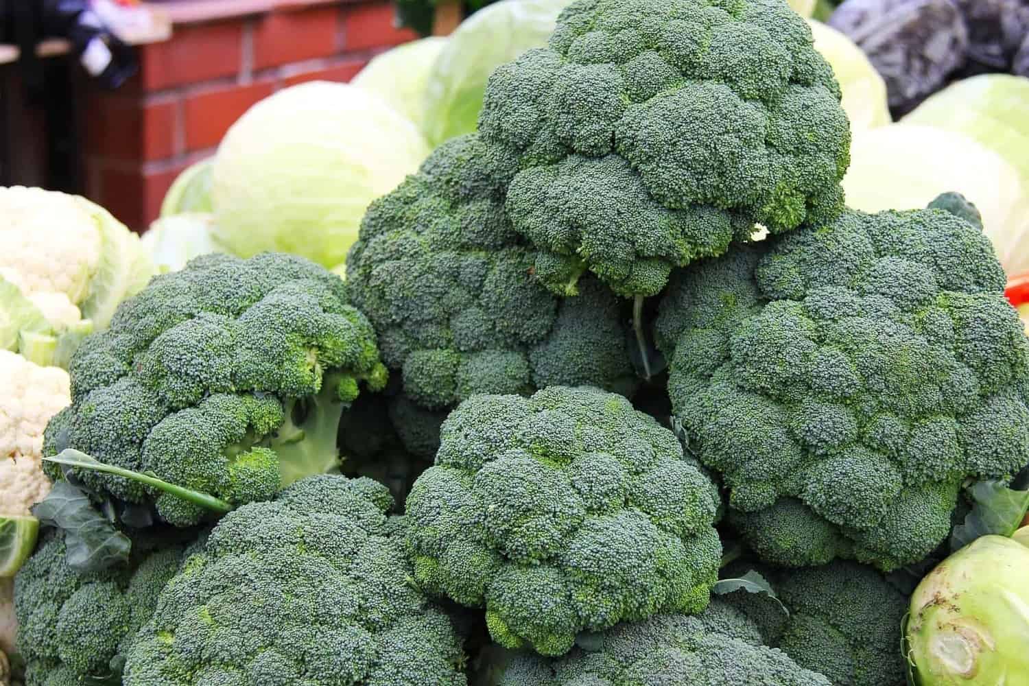 Growing Broccoli in Containers | 10 Tips You MUST Know