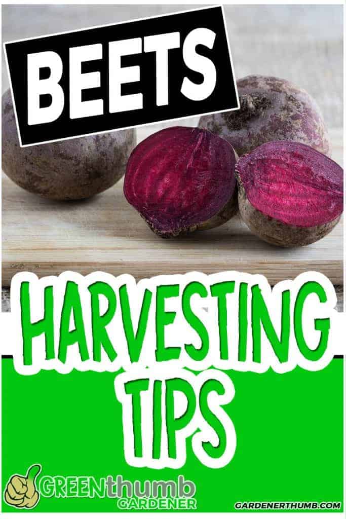 harvesting beets