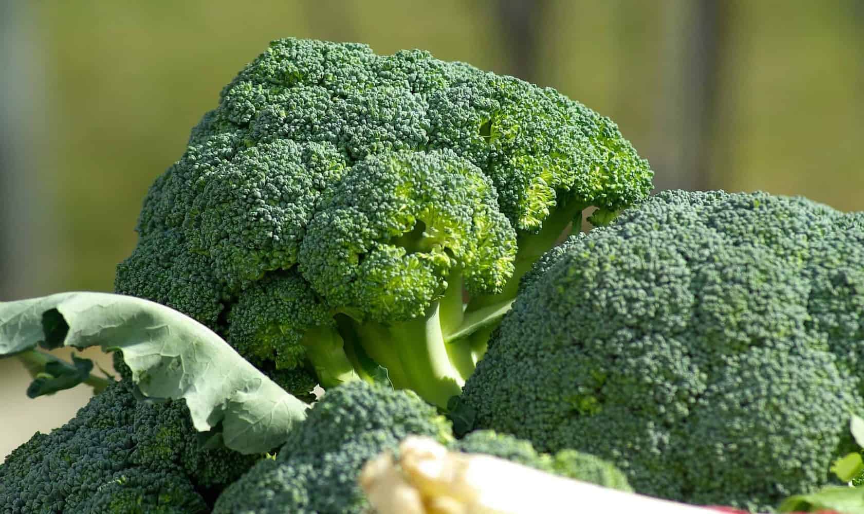 How Long Does Broccoli Last | 7 Tips to Extend its Shelf Life