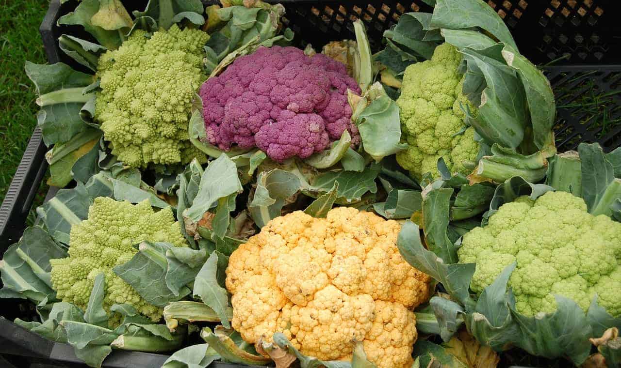 How To Grow Cauliflower | 7 Tips to Avoid the Small Curds