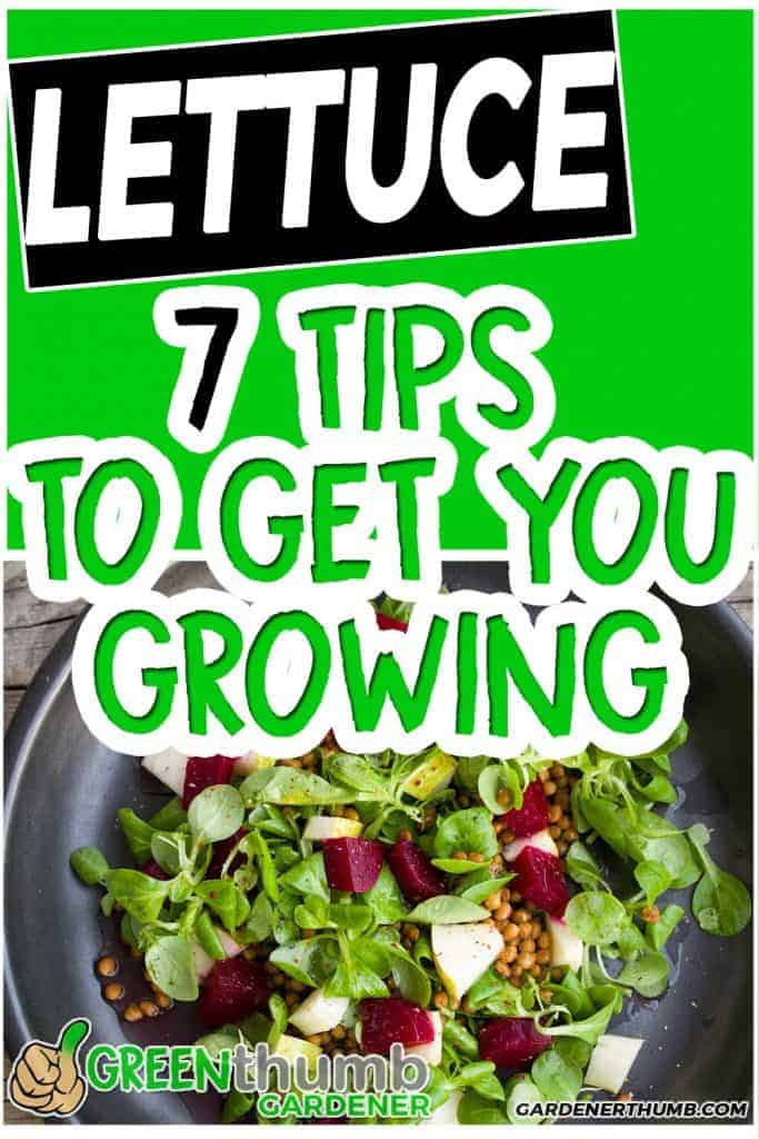 how to grow lettuce