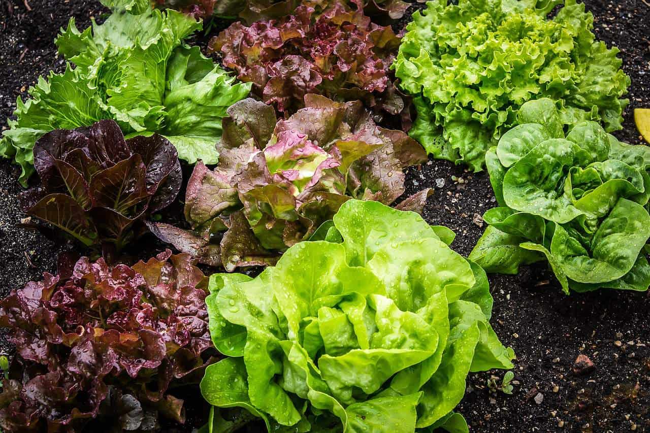 7 Tips on How to Grow Lettuce Like A Boss