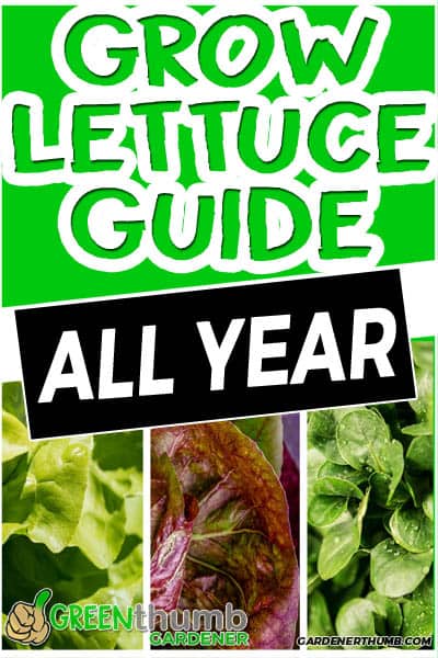 how to grow lettuce