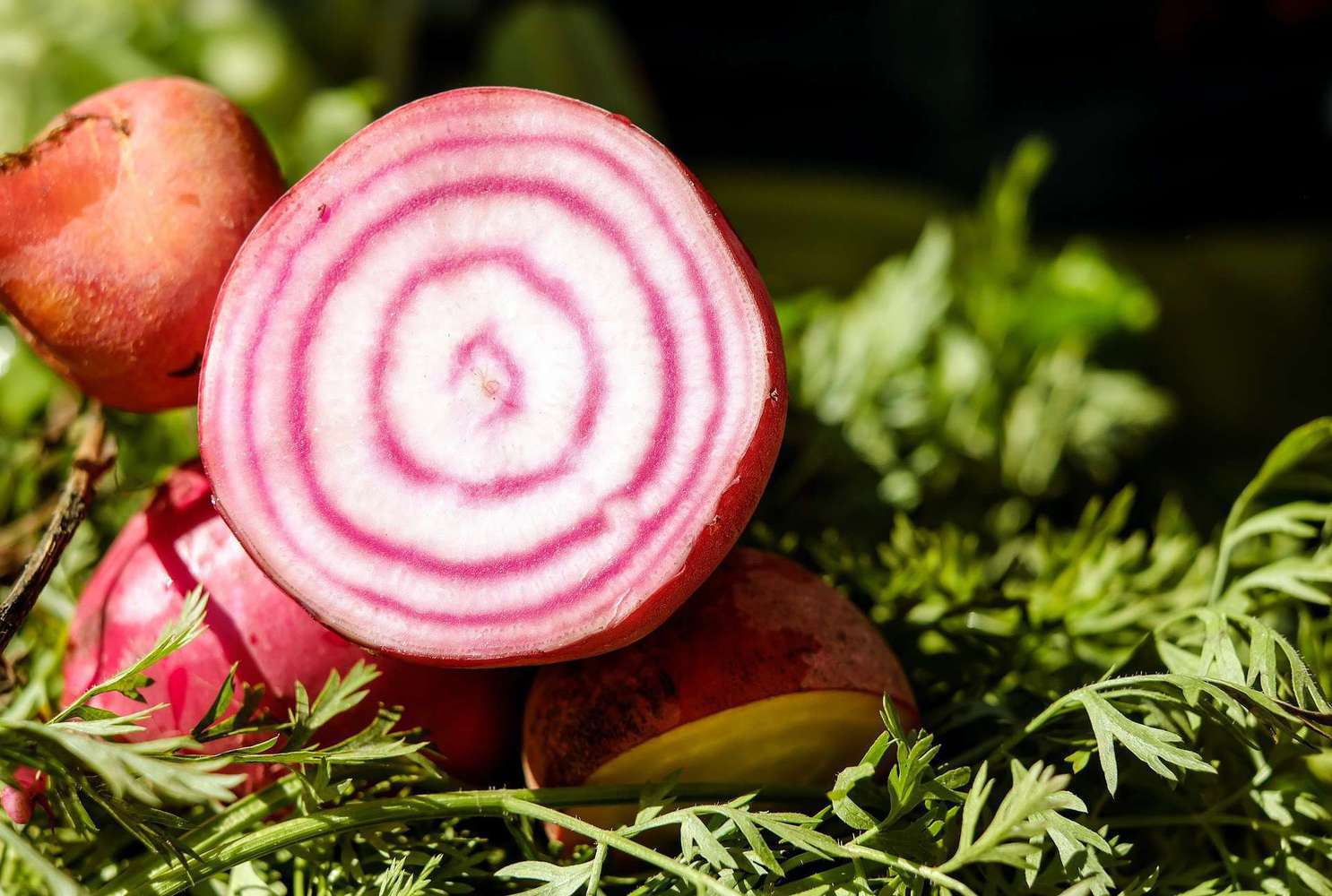 Beets Companion Plants | Attractive Neighbor Guide