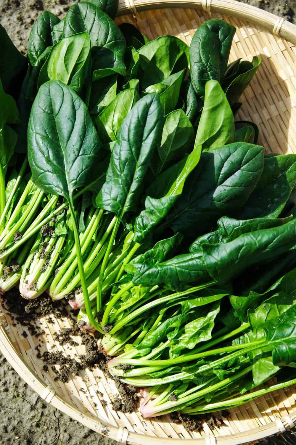 Growing Spinach | Monumental Greens Guide