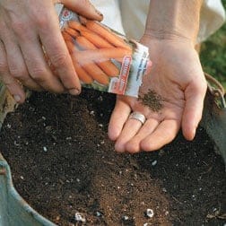 Growing Carrots in Containers | Epic Guide to Make it Easy