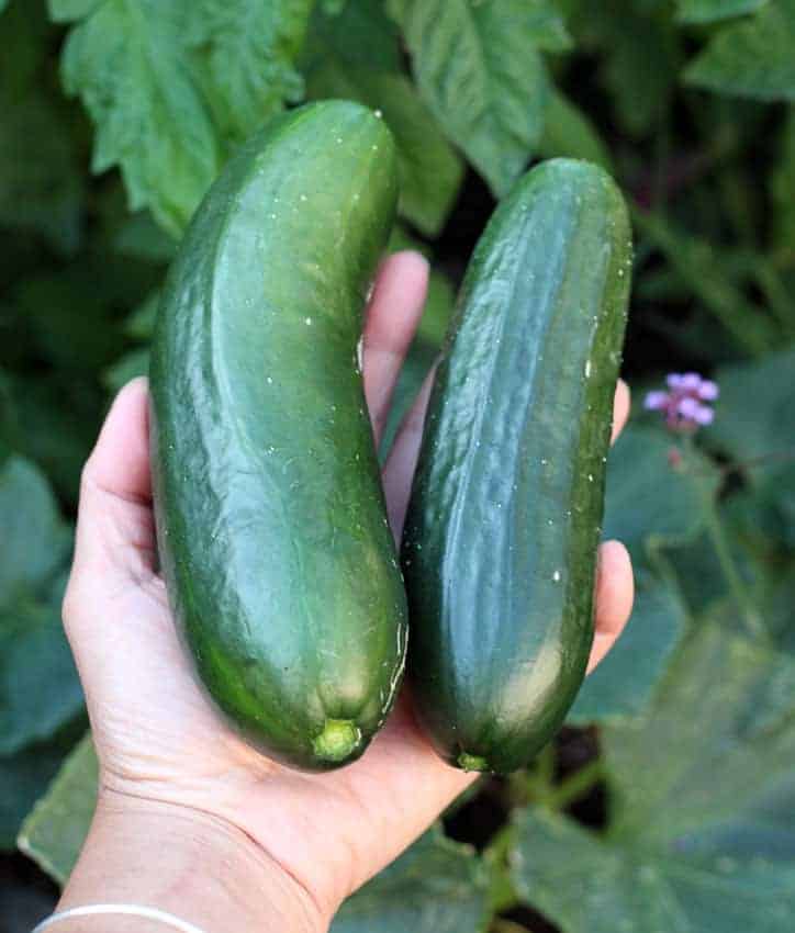 Persian Green Finger Cucumber