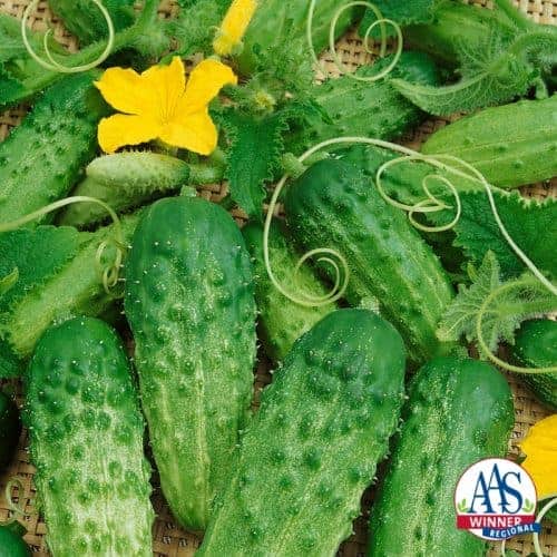 Pick A Bushel Cucumber