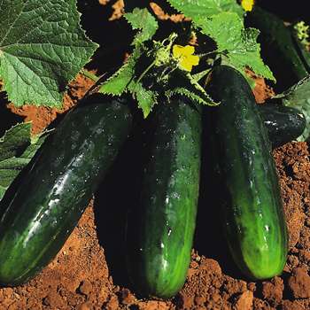 Spacemaster Cucumbers