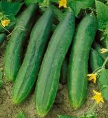 Tendergreen Cucumber