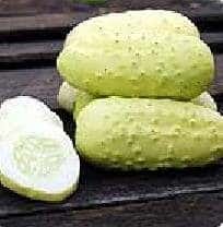 boothby blonde cucumber