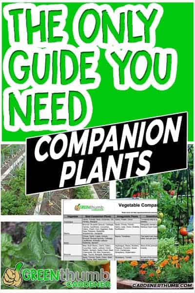 companion planting guide 03