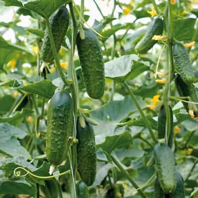 excelsior cucumber