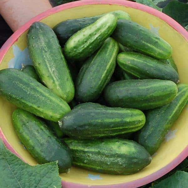 h19 little leaf cucumber