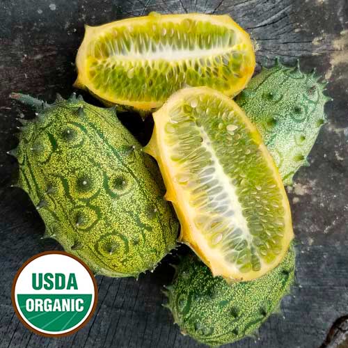 jelly melon cucumber