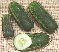 liberty cucumber