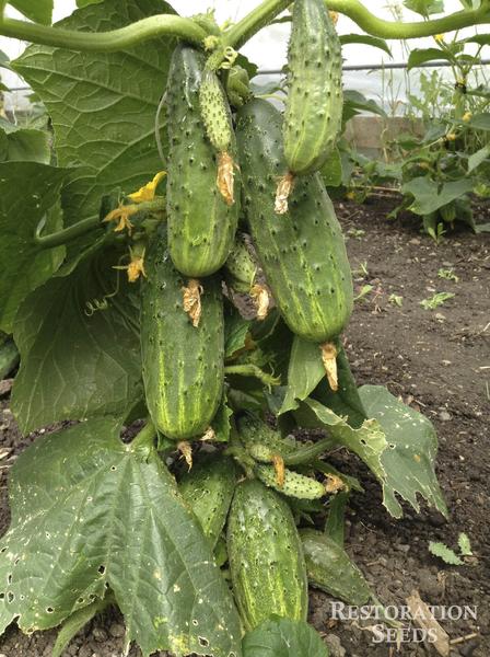northern pickling cucumber