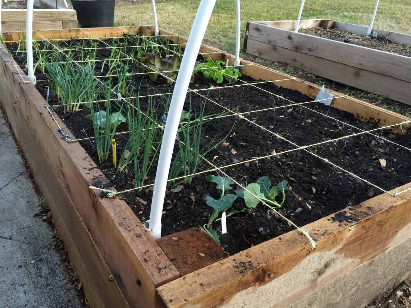 Companion Planting Chart | Epic Guide to Interplanting