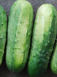 wisconsin smr 58 pickling cucumber
