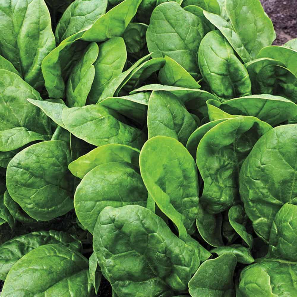 25 Best Spinach Varieties | Different Types of Spinach to Try