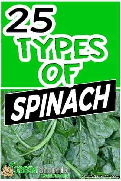 spinach varieties