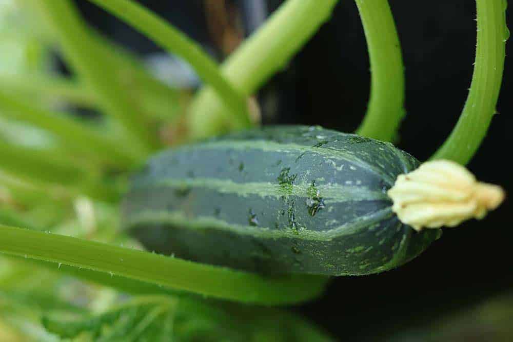 Why Grow Zucchini In a 5-Gallon Bucket?