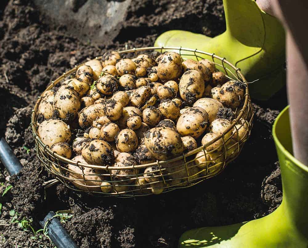 How Long Do Potatoes Last | Tips to Maximize Shelf Life