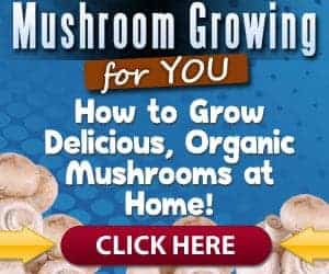 growing mushrooms