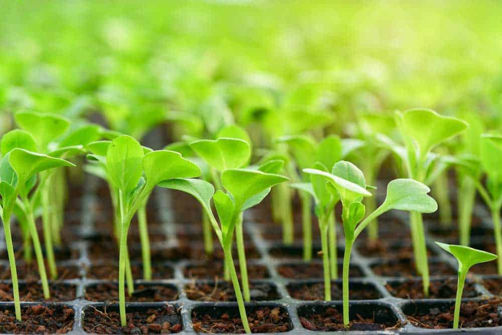When Do I Put My Seedlings Under LIGHT?