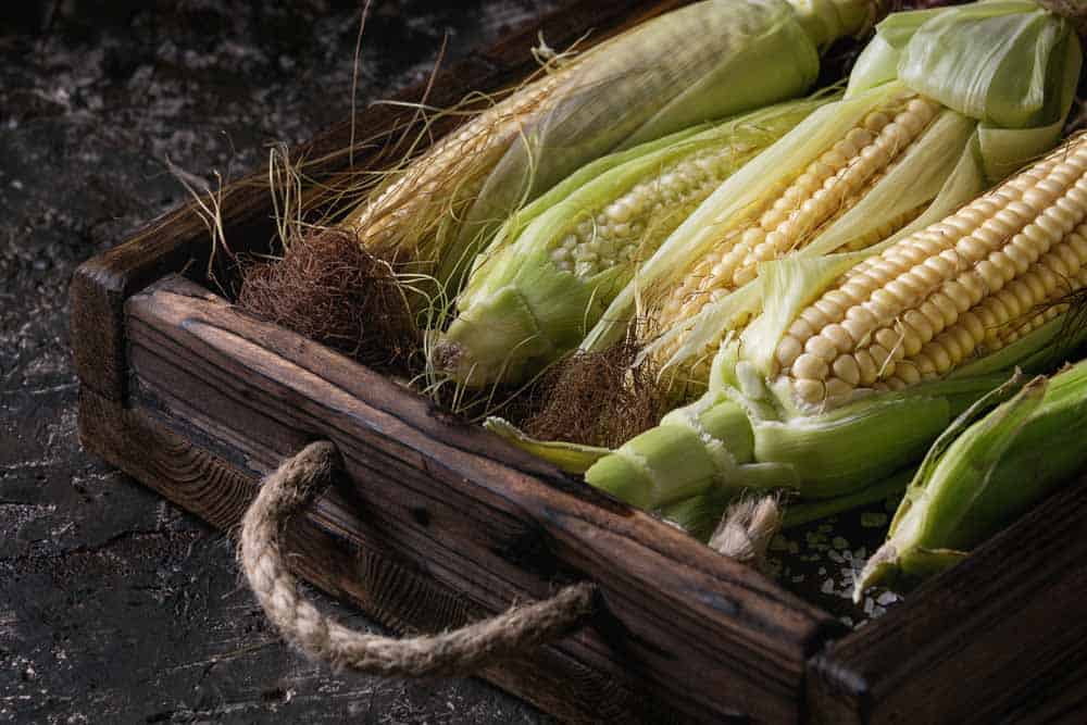 Can You Grow Corn in a Pot?