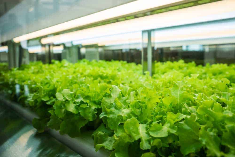 12 Best Led Grow Lights for Vegetables