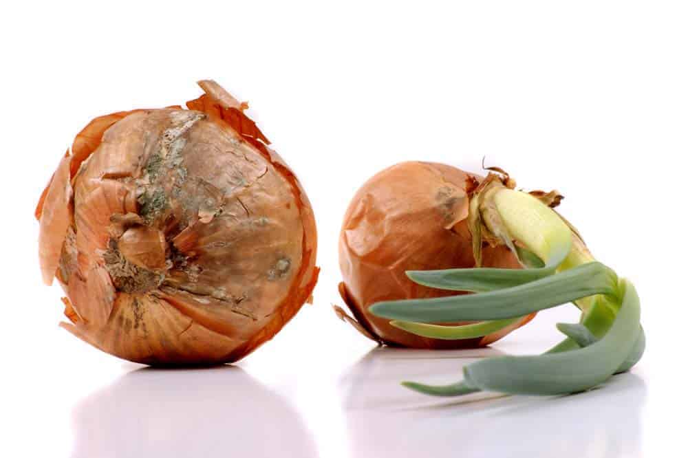 How Long Do Onions Last | Best Onion Storage Tips