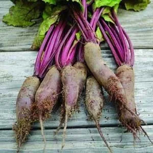 Cylindra Beets