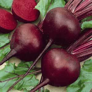 Detroit Dark Red Beet medium top