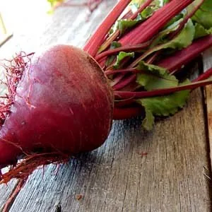 Early Blood Turnip Beet