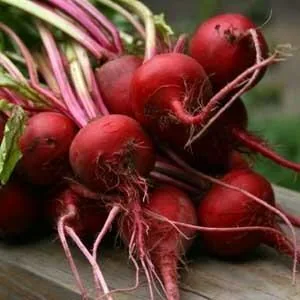 Early Wonder Beet