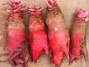 Mammoth Red Mangel Beet