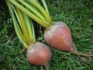 Touchstone Gold Beets